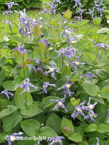  Clematis integrifolia 